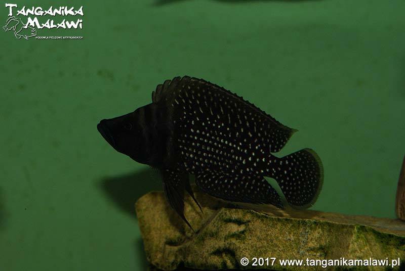 Altolamprologus calvus 'Lupota' (Black)